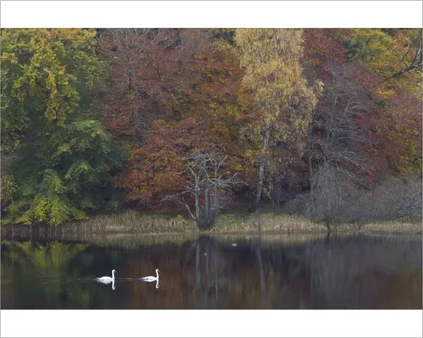Two Mute swans (Cygnus olor) on water with a backdrop of autumn trees, Loch Insh, Cairngorms NP