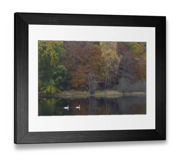 Framed Print : Two Mute swans (Cygnus olor) on water with a backdrop of autumn trees, Loch Insh, Cairngorms NP Framed Print : Two Mute swans (Cygnus olor) on water with a backdrop of autumn trees, Loch Insh, Cairngorms NP