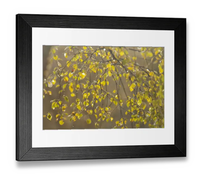Framed Print : Silver birch (Betula pendula) leaves in autumn, Glen Affric, Highland, Scotland, UK Framed Print : Silver birch (Betula pendula) leaves in autumn, Glen Affric, Highland, Scotland, UK