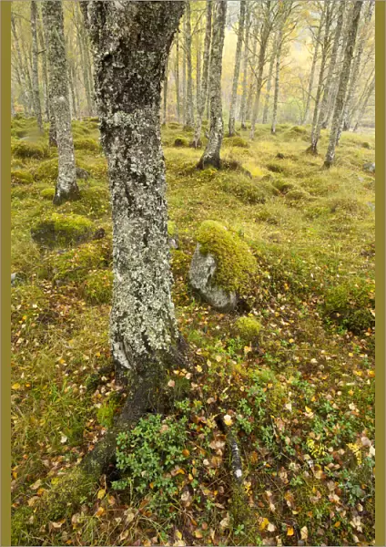 Silver birch (Betula pendula) woodland in autumn, Glen Affric, Highland, Scotland