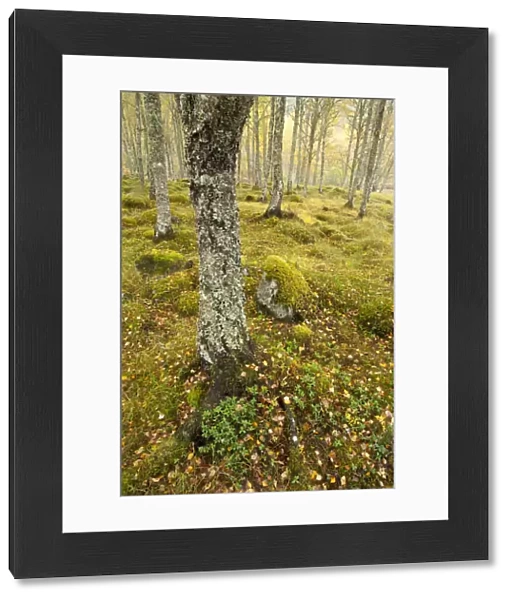 Silver birch (Betula pendula) woodland in autumn, Glen Affric, Highland, Scotland