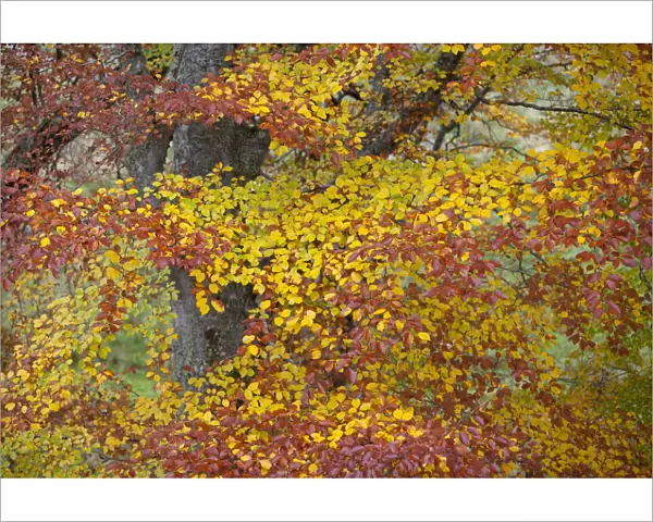 European beech leaves (Fagus sylvatica) changing colour in autumn, Rothiemurchus