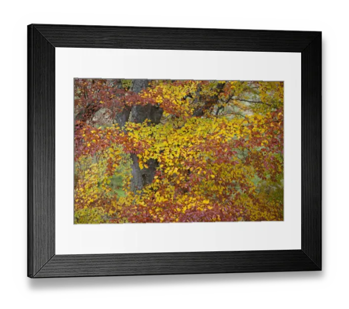Framed Print : European beech leaves (Fagus sylvatica) changing colour in autumn, Rothiemurchus Framed Print : European beech leaves (Fagus sylvatica) changing colour in autumn, Rothiemurchus