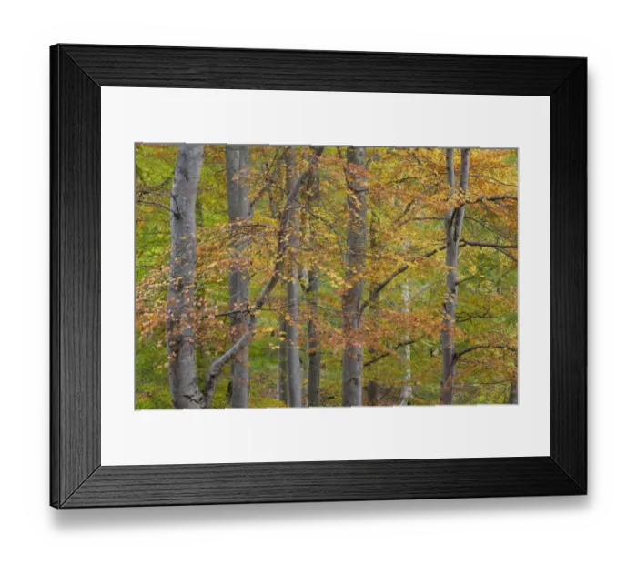 Framed Print : European beech (Fagus sylvatica) changing colour in autumn, Rothiemurchus, Cairngorms NP Scotland Framed Print : European beech (Fagus sylvatica) changing colour in autumn, Rothiemurchus, Cairngorms NP Scotland