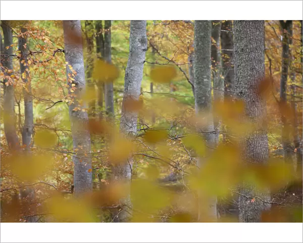 European beech (Fagus sylvatica) woodland viewed through autumn leaves, Rothiemurchus