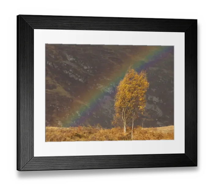 Framed Print : Silver birch (Betula pendula) in autumn, with rainbow, Creag Meagaidh NNR, Scotland Framed Print : Silver birch (Betula pendula) in autumn, with rainbow, Creag Meagaidh NNR, Scotland