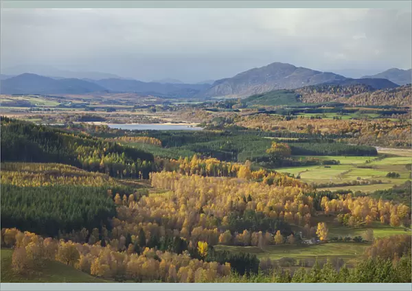 Autumn landscape with birch and pine woodland, Strathspey, Cairngorms National Park