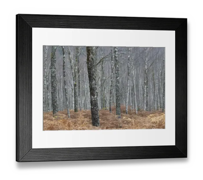 Framed Print : Silver birch (Betula pendula) woodland in autumn, Glen Moriston, Scotland, UK, October Framed Print : Silver birch (Betula pendula) woodland in autumn, Glen Moriston, Scotland, UK, October