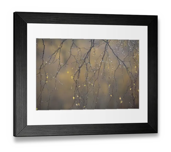 Framed Print : Silver birch (Betula pendula) twigs in autumn, with droplets of moisture, Craigellachie NNR Framed Print : Silver birch (Betula pendula) twigs in autumn, with droplets of moisture, Craigellachie NNR