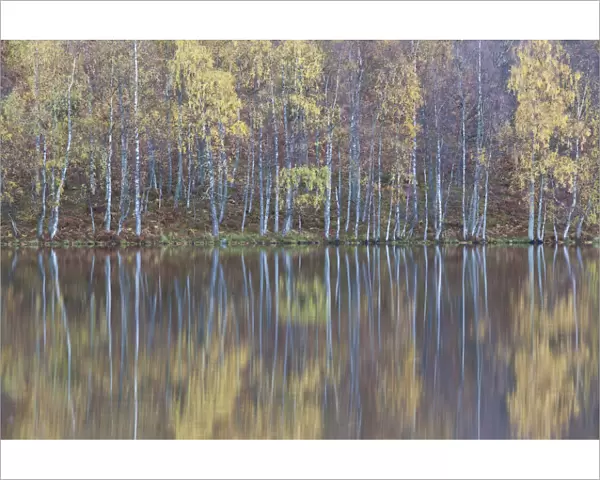 Silver birch (Betula pendula) trees with reflections in autumn, Loch Pityoulish, Cairngorms NP