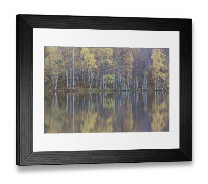Framed Print : Silver birch (Betula pendula) trees with reflections in autumn, Loch Pityoulish, Cairngorms NP Framed Print : Silver birch (Betula pendula) trees with reflections in autumn, Loch Pityoulish, Cairngorms NP