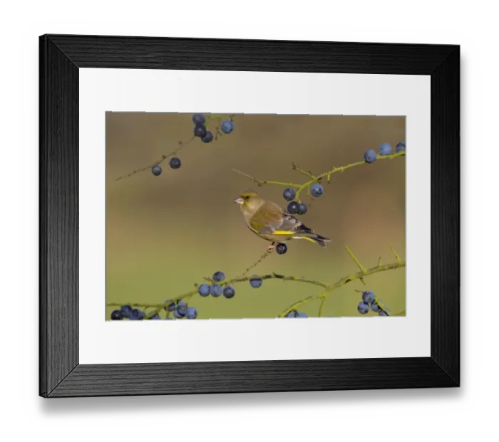 Framed Print : Greenfinch (Carduelis chloris) on blackthorn / sloe berries, UK Framed Print : Greenfinch (Carduelis chloris) on blackthorn / sloe berries, UK