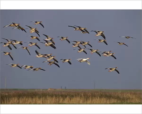 Greylag geese (Anser anser) flock in flight and single white plumage bird, Norfolk, UK