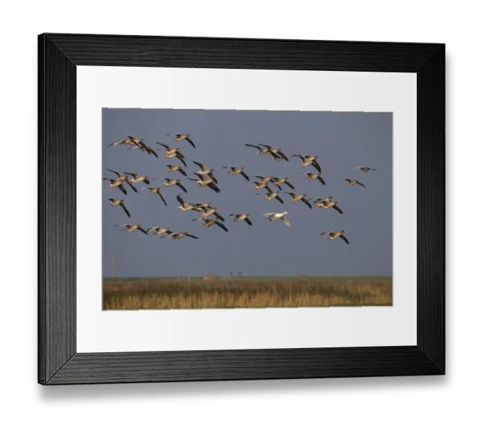 Framed Print : Greylag geese (Anser anser) flock in flight and single white plumage bird, Norfolk, UK Framed Print : Greylag geese (Anser anser) flock in flight and single white plumage bird, Norfolk, UK