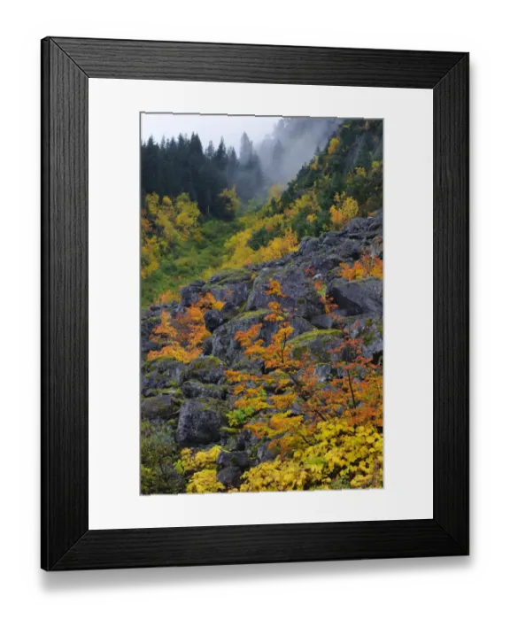 Framed Print : Fall Vine maple and boulders, Mount Rainier National Park, Washington, USA October 2011 Framed Print : Fall Vine maple and boulders, Mount Rainier National Park, Washington, USA October 2011