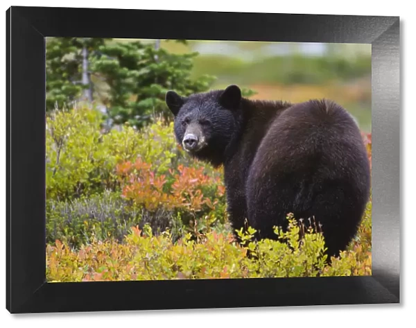 Black bear (Ursus americana) foraging for alpine berries during Autumn, Cascade Mountains