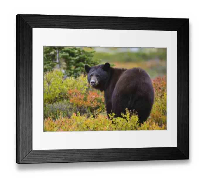 Framed Print : Black bear (Ursus americana) foraging for alpine berries during Autumn, Cascade Mountains Framed Print : Black bear (Ursus americana) foraging for alpine berries during Autumn, Cascade Mountains