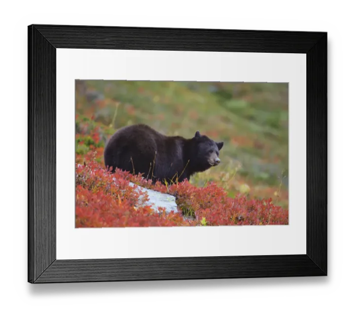 Framed Print : Black bear (Ursus americana) foraging for alpine berries during Autumn, Cascade Mountains Framed Print : Black bear (Ursus americana) foraging for alpine berries during Autumn, Cascade Mountains