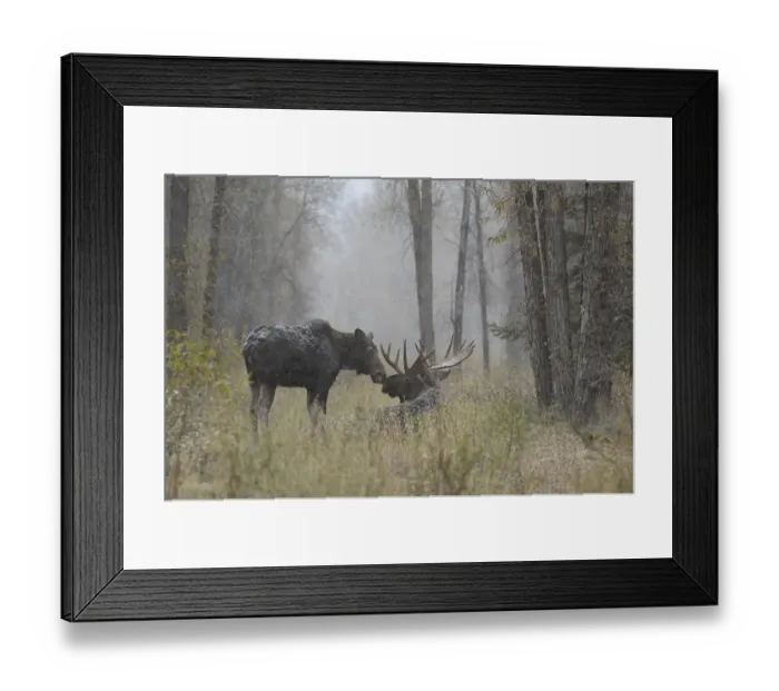 Framed Print : Moose (Alces alces) female and male covered in light dusting of snow in forest, Grand Teton NP Framed Print : Moose (Alces alces) female and male covered in light dusting of snow in forest, Grand Teton NP