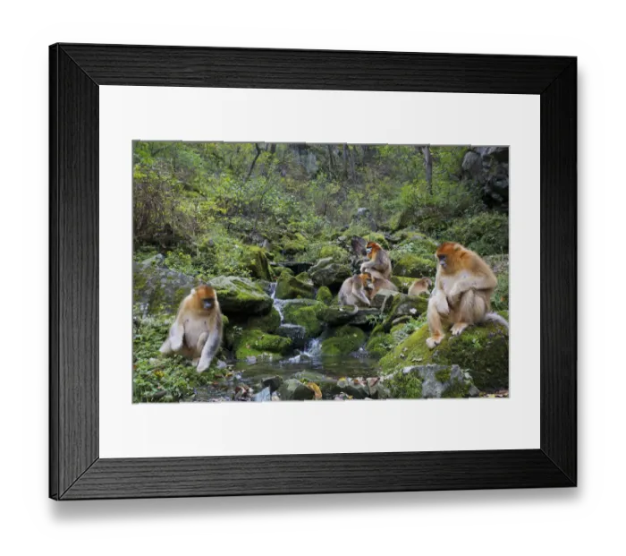 Framed Print : Quinling Golden snub nosed monkey (Rhinopitecus roxellana qinlingensis) family group Framed Print : Quinling Golden snub nosed monkey (Rhinopitecus roxellana qinlingensis) family group