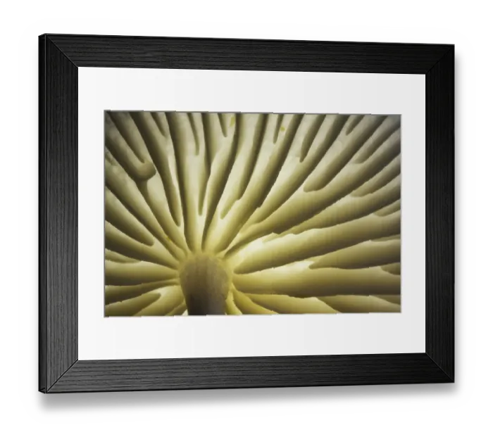 Framed Print : Gills of Porcelain Fungus (Oudemansiella mucida), New Forest National Park, Hampshire, England, UK