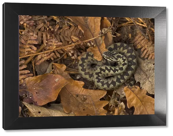 Male Adder (Vipera berus) coiled on leaf litter. Cannock Chase, Staffordshire, UK, October