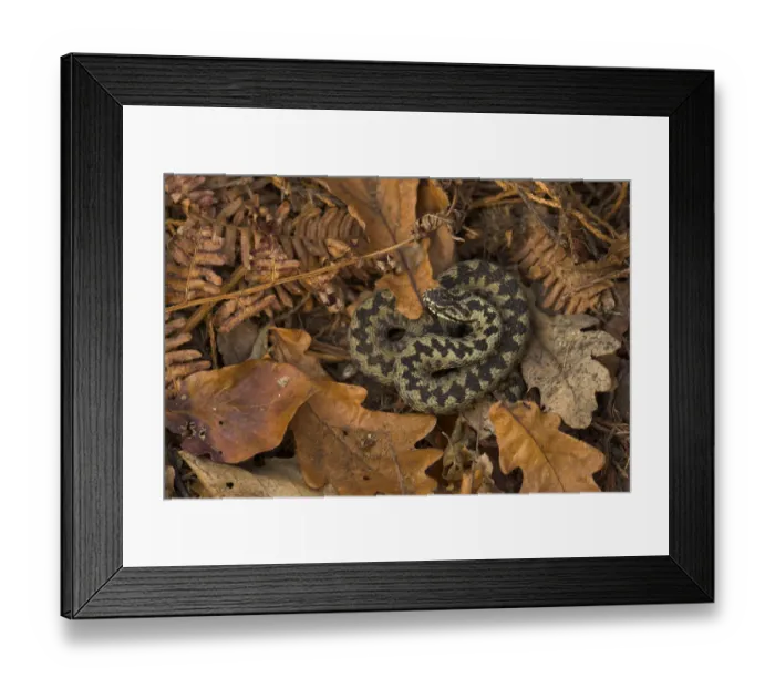 Framed Print : Male Adder (Vipera berus) coiled on leaf litter. Cannock Chase, Staffordshire, UK, October Framed Print : Male Adder (Vipera berus) coiled on leaf litter. Cannock Chase, Staffordshire, UK, October