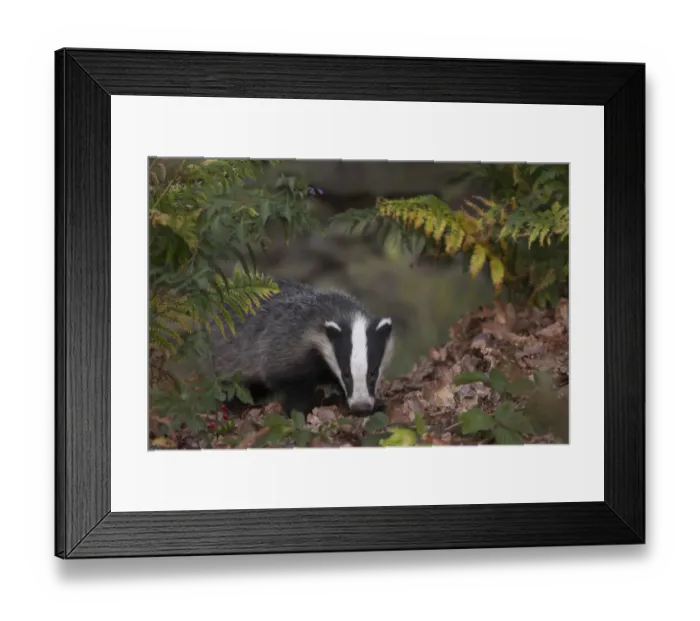 Framed Print : Badger (Meles meles) in autumn woodland. Leicestershire, UK, July Framed Print : Badger (Meles meles) in autumn woodland. Leicestershire, UK, July