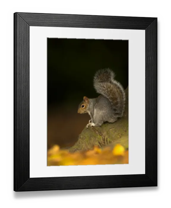 Framed Print : Grey Squirrel (Sciurus carolinensis) portrait on trunk. Leicestershire, UK, November Framed Print : Grey Squirrel (Sciurus carolinensis) portrait on trunk. Leicestershire, UK, November