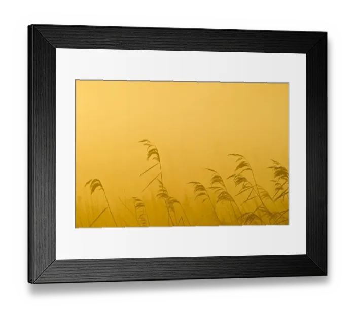 Framed Print : Phragmites reeds (Phragmites australis) at dawn in late autumn sun, Woodwalton Fen Framed Print : Phragmites reeds (Phragmites australis) at dawn in late autumn sun, Woodwalton Fen