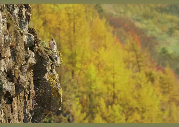 Peregrine Falcon (Falco peregrinus) perched on a cliff above a woodland in autumn