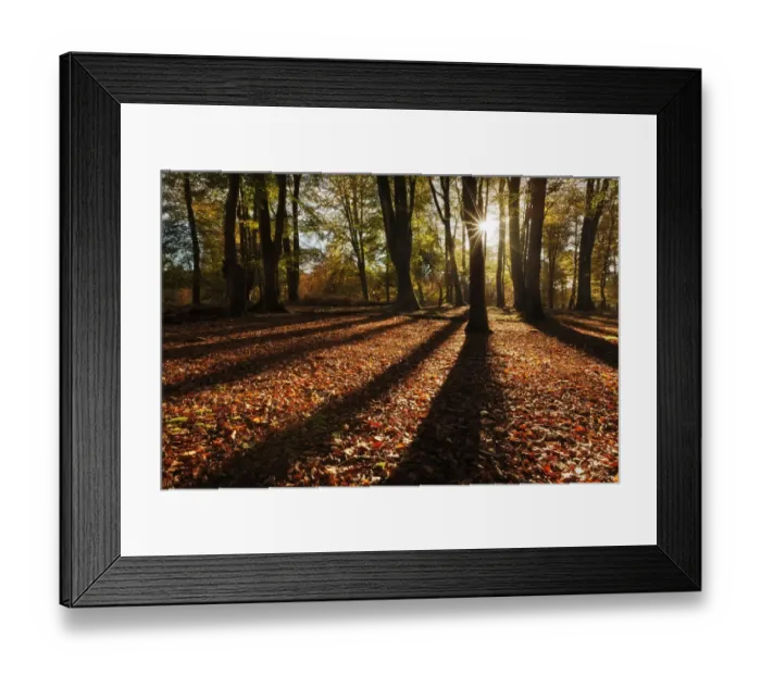 Framed Print : Sunrise through deciduous woodland with beech trees casting long shadows. Bolderwood Framed Print : Sunrise through deciduous woodland with beech trees casting long shadows. Bolderwood
