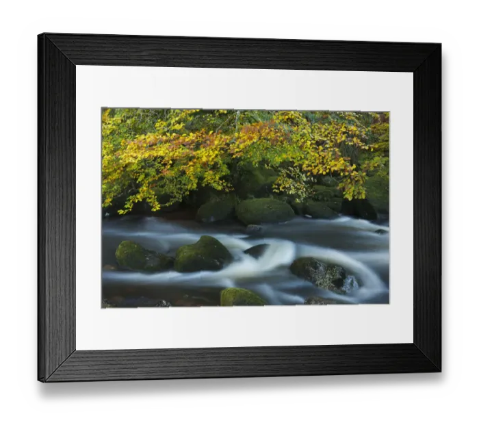 Framed Print : Autumn colours along the East Dart River, Dartmoor National Park, Devon, UK. October 2011 Framed Print : Autumn colours along the East Dart River, Dartmoor National Park, Devon, UK. October 2011