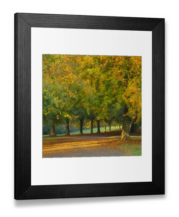 Framed Print : Autumn colour in the trees blowing in the wind, The Promenade, Clifton Downs, Bristol Framed Print : Autumn colour in the trees blowing in the wind, The Promenade, Clifton Downs, Bristol