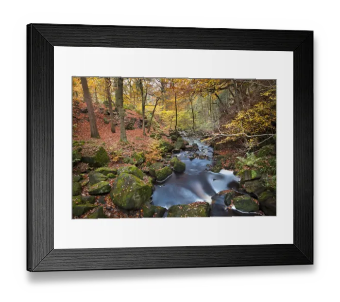 Framed Print : Beech (Fagus) woodland in autumn colours along Burbage Brook Framed Print : Beech (Fagus) woodland in autumn colours along Burbage Brook