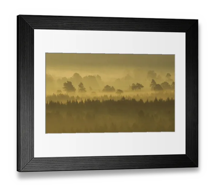 Framed Print : Pine forest on misty autumn morning, Rothiemurchus Forest, Cairngorms National Park Framed Print : Pine forest on misty autumn morning, Rothiemurchus Forest, Cairngorms National Park