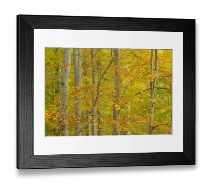 Framed Print : Common beech (Fagus sylvatica) woodland in autumn, Cairngorms National Park, Scotland Framed Print : Common beech (Fagus sylvatica) woodland in autumn, Cairngorms National Park, Scotland