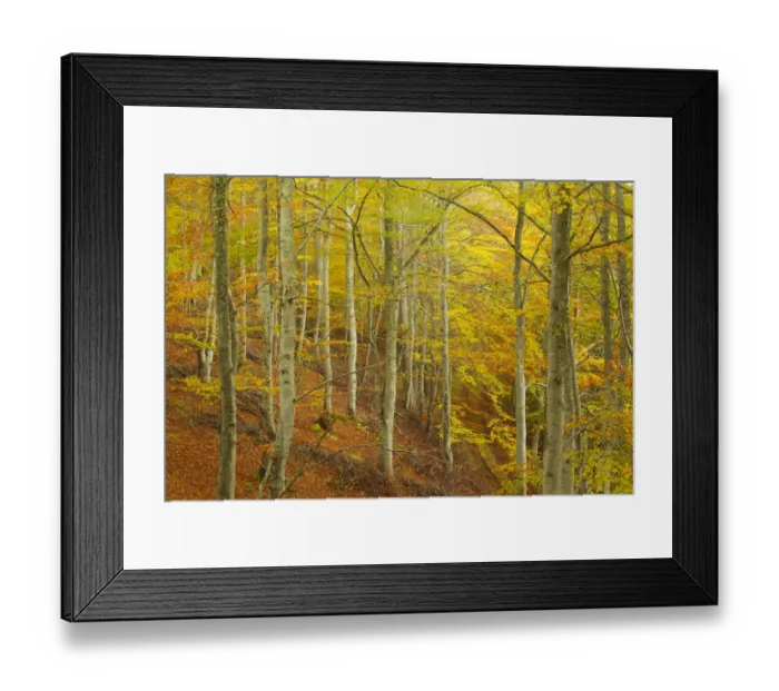 Framed Print : Common beech (Fagus sylvatica) woodland in autumn, Cairngorms National Park, Scotland Framed Print : Common beech (Fagus sylvatica) woodland in autumn, Cairngorms National Park, Scotland