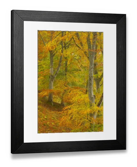 Framed Print : Common beech (Fagus sylvatica) woodland in autumn, Cairngorms National Park, Scotland, UK Framed Print : Common beech (Fagus sylvatica) woodland in autumn, Cairngorms National Park, Scotland, UK