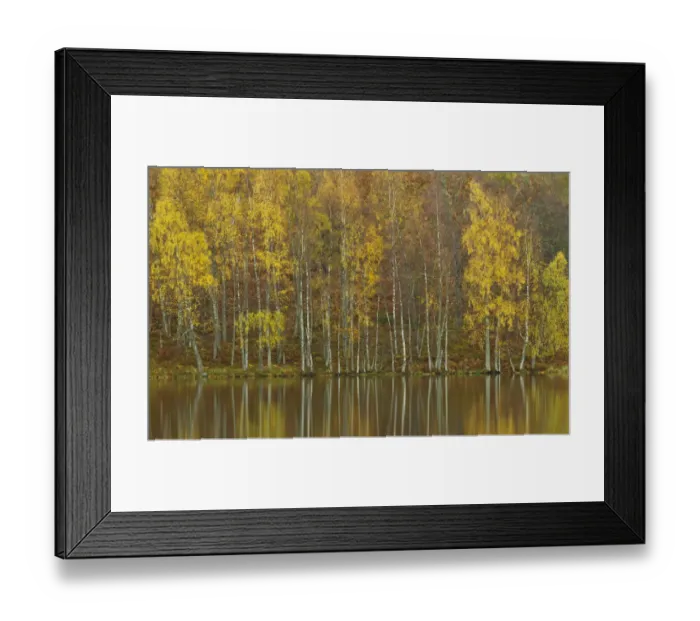 Framed Print : Silver birches (Betula pendula) reflected in Loch Pityoulish in autumn, Cairngorms National Park Framed Print : Silver birches (Betula pendula) reflected in Loch Pityoulish in autumn, Cairngorms National Park