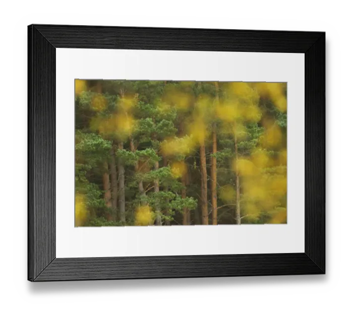 Framed Print : Pine woodland and birch leaves in autumn, Cairngorms National Park, Scotland, UK, October Framed Print : Pine woodland and birch leaves in autumn, Cairngorms National Park, Scotland, UK, October