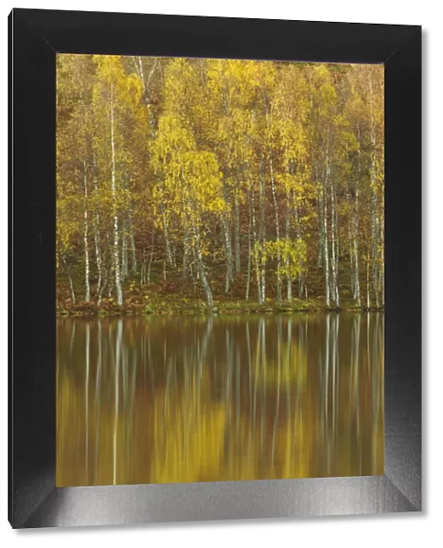 Silver birches (Betula pendula) reflected in Loch Pityoulish in autumn, Cairngorms National Park