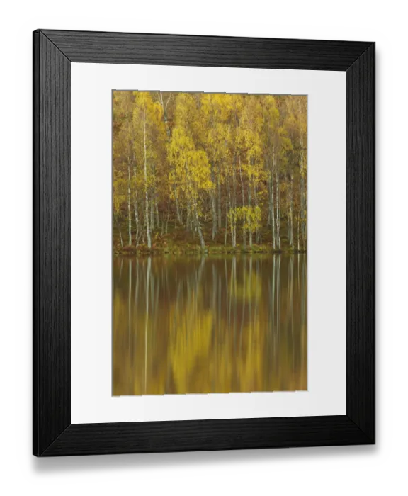 Framed Print : Silver birches (Betula pendula) reflected in Loch Pityoulish in autumn, Cairngorms National Park Framed Print : Silver birches (Betula pendula) reflected in Loch Pityoulish in autumn, Cairngorms National Park