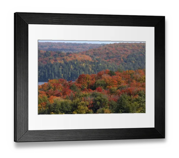 Framed Print : Autumn / fall colours of the maple (Acer sp) Framed Print : Autumn / fall colours of the maple (Acer sp)