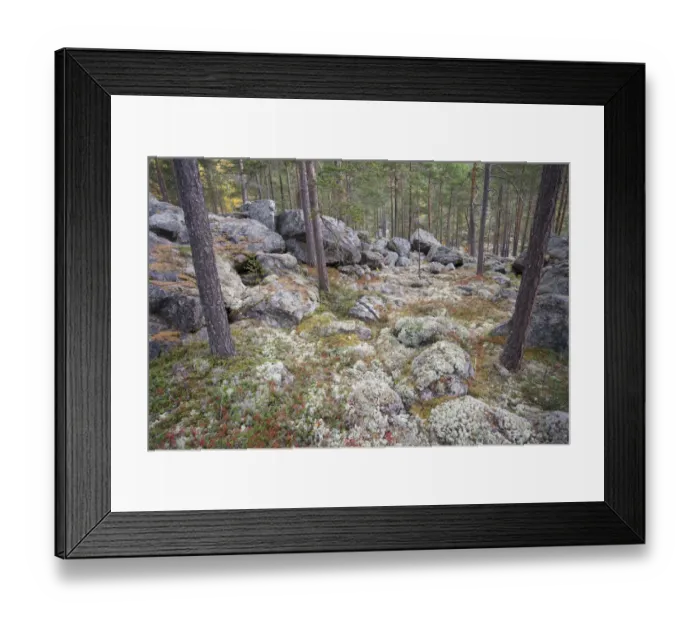 Framed Print : Autumnal boreal forest, Rondane, Norway September 2007 Framed Print : Autumnal boreal forest, Rondane, Norway September 2007