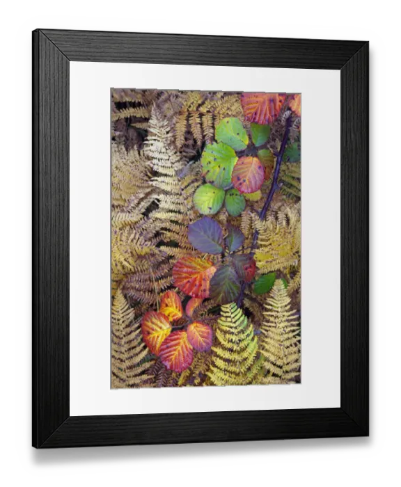 Framed Print : Bramble leaves (Rubus plicatus) and Bracken fronds (Pteridium sp) changing colour in autumn Framed Print : Bramble leaves (Rubus plicatus) and Bracken fronds (Pteridium sp) changing colour in autumn