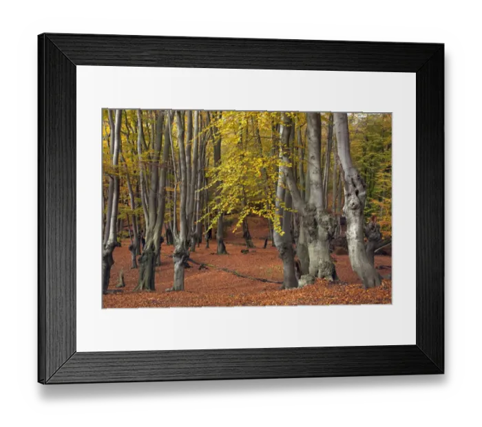 Framed Print : Epping Forest with ancient pollarded beech trees (Fagus sylvatica) Essex, November Framed Print : Epping Forest with ancient pollarded beech trees (Fagus sylvatica) Essex, November