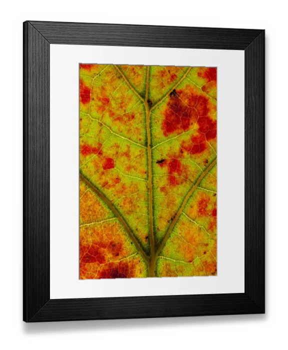 Framed Print : Close-up of Blackjack oak (Quercus marilandica) leaf close up changing colour, Pinelands Reserve Framed Print : Close-up of Blackjack oak (Quercus marilandica) leaf close up changing colour, Pinelands Reserve