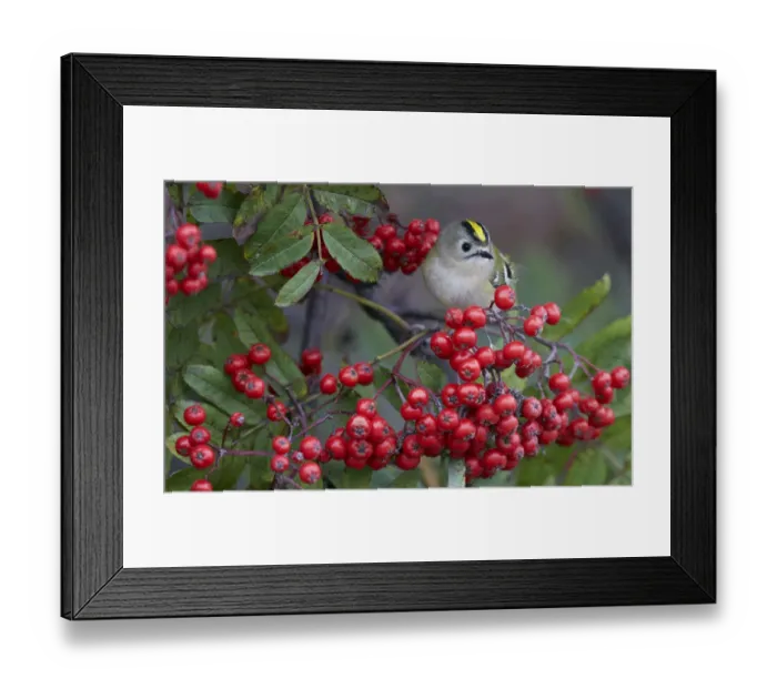 Framed Print : Goldcrest (Regulus regulus) eating berries, Uto Finland September Framed Print : Goldcrest (Regulus regulus) eating berries, Uto Finland September
