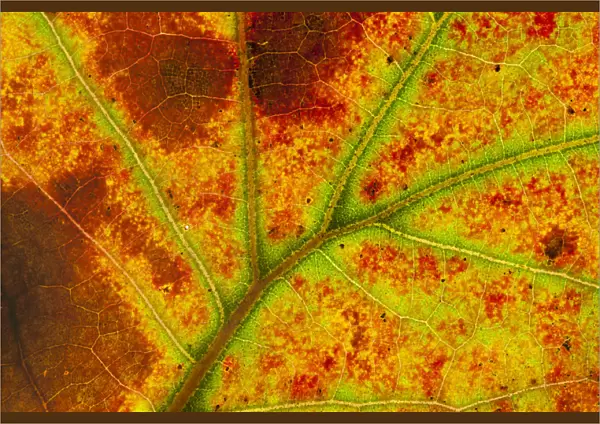 Close-up of Blackjack oak (Quercus marilandica) leaf close up changing colour, Pinelands Reserve